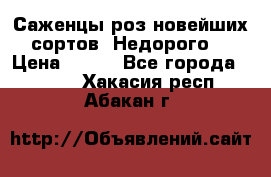 Саженцы роз новейших сортов. Недорого. › Цена ­ 350 - Все города  »    . Хакасия респ.,Абакан г.